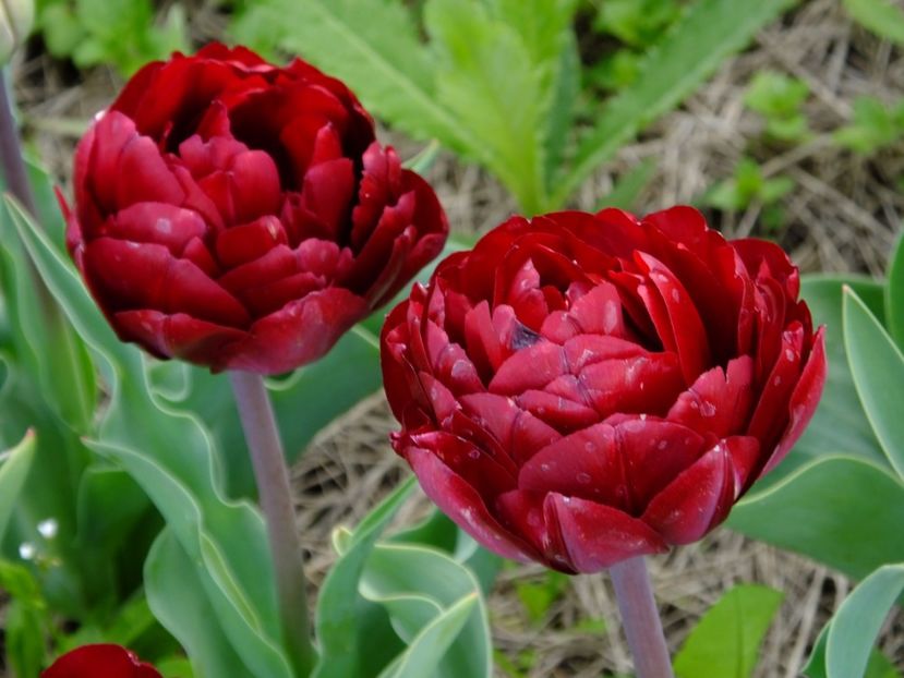  - 2017_04_Aprilie II