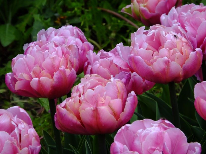  - 2017_04_Aprilie II