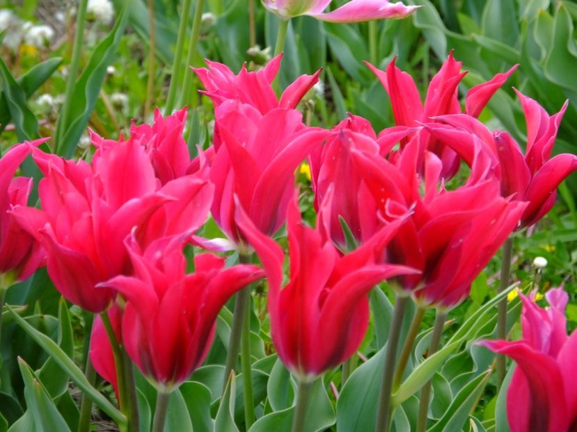  - 2017_04_Aprilie II