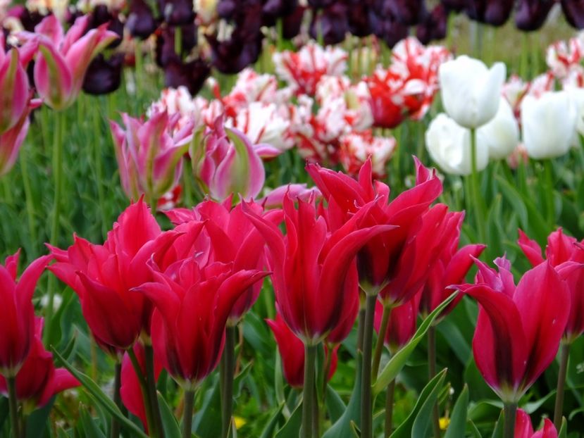  - 2017_04_Aprilie II