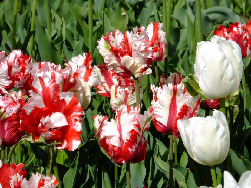  - 2017_04_Aprilie II