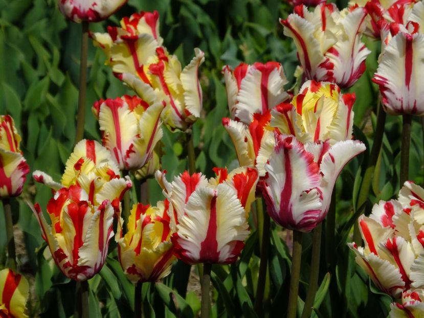  - 2017_04_Aprilie II