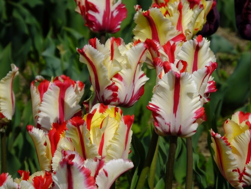  - 2017_04_Aprilie II