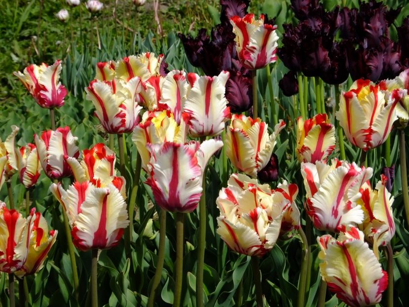  - 2017_04_Aprilie II