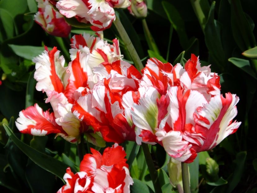  - 2017_04_Aprilie II