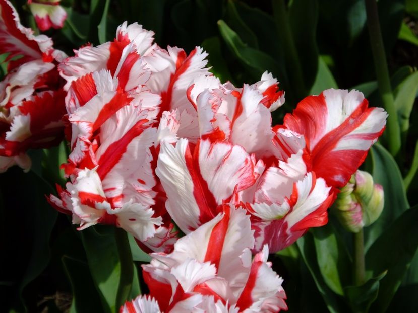  - 2017_04_Aprilie II