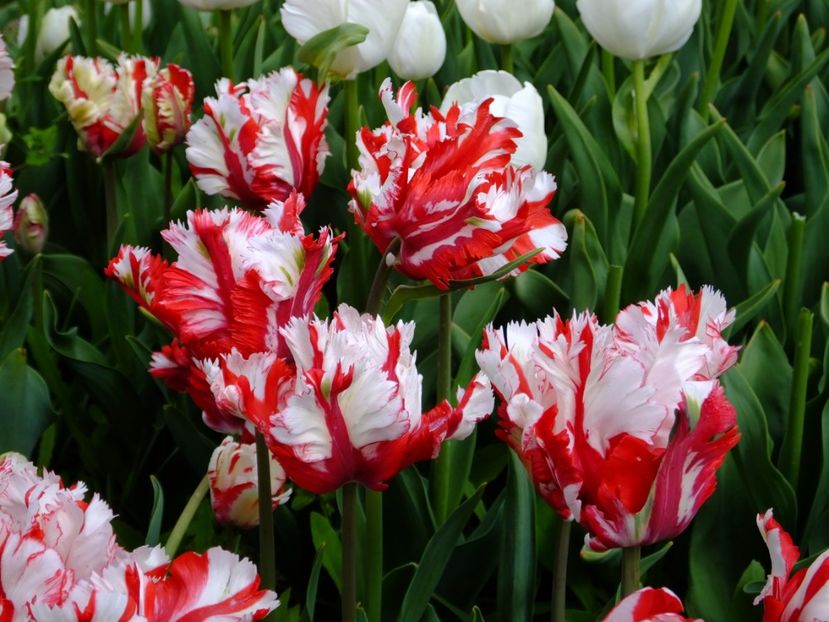  - 2017_04_Aprilie II