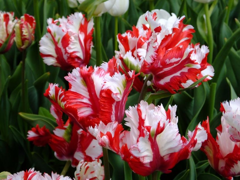  - 2017_04_Aprilie II