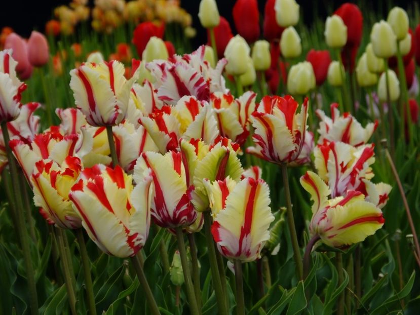  - 2017_04_Aprilie II