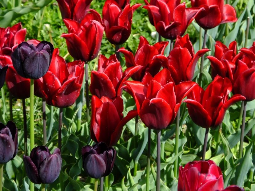  - 2017_04_Aprilie II