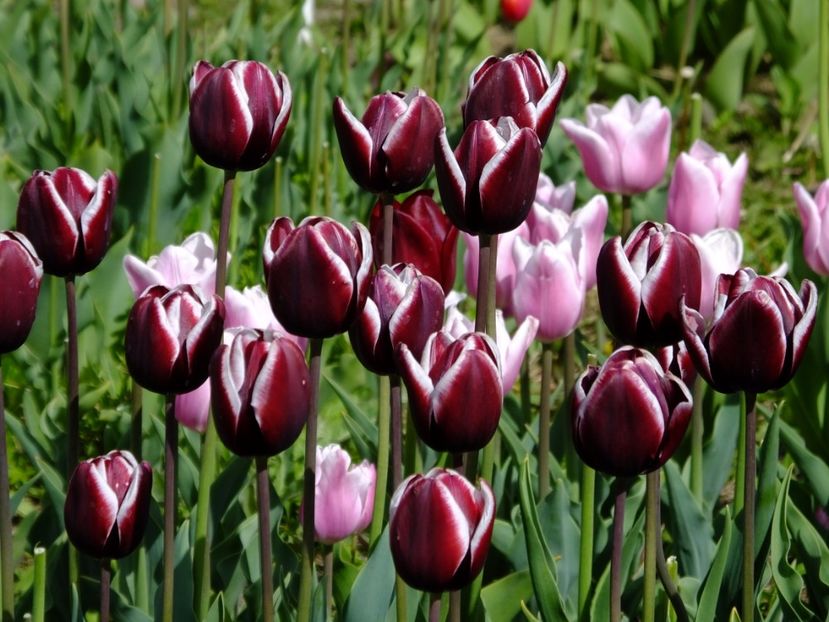  - 2017_04_Aprilie II