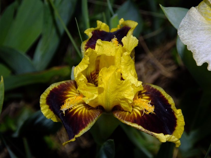  - 2017_04_Aprilie II