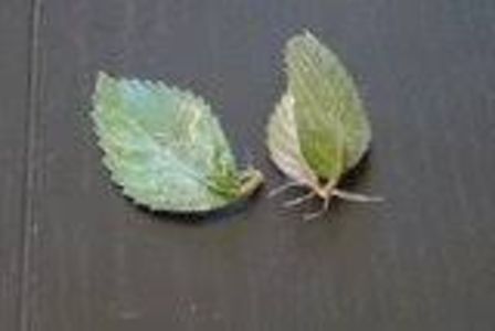 frunza de achimenes inradacinata in apa - 0 INMULTIRE ACHIMENES