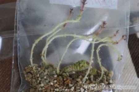  - 0 INMULTIRE ACHIMENES