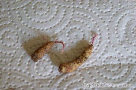 rizomi achimenes - 0 INMULTIRE ACHIMENES