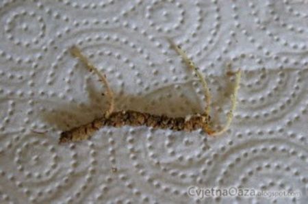  - 0 INMULTIRE ACHIMENES