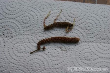  - 0 INMULTIRE ACHIMENES