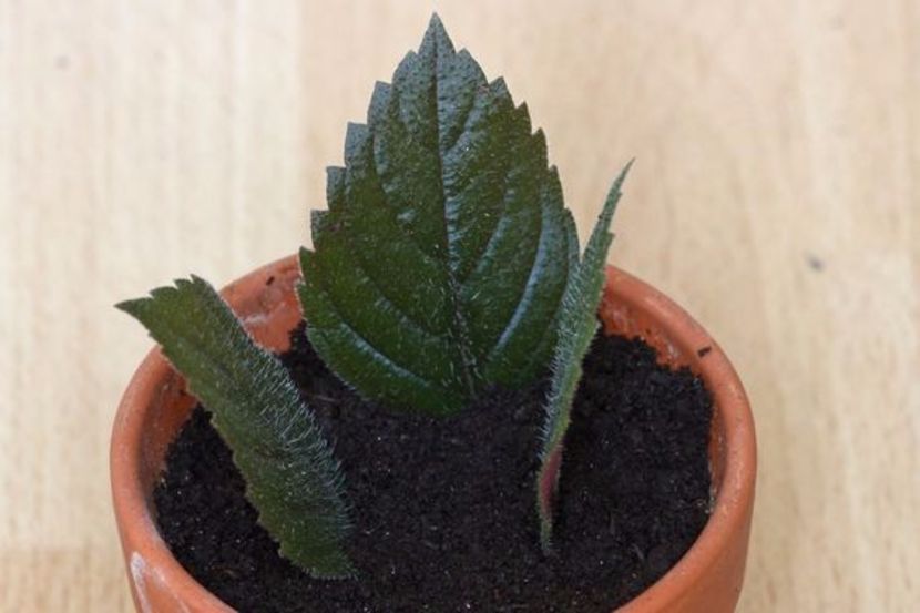 frunze achimenes pusi in pamant - 0 INMULTIRE ACHIMENES