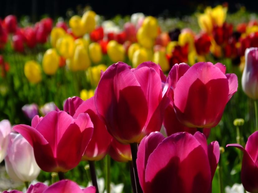  - 2017_04_Aprilie II