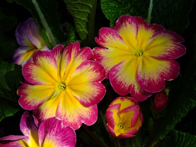  - 2017_04_Aprilie II