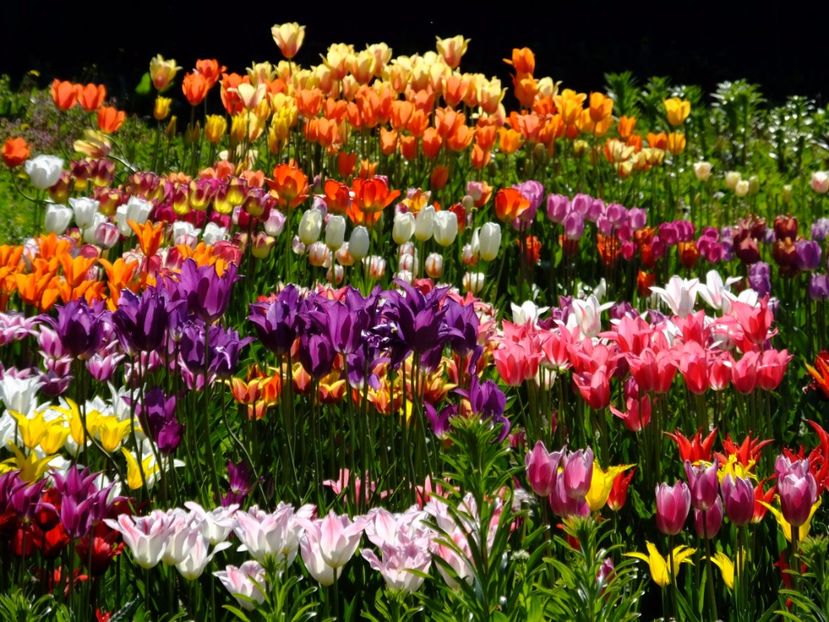  - 2017_04_Aprilie II