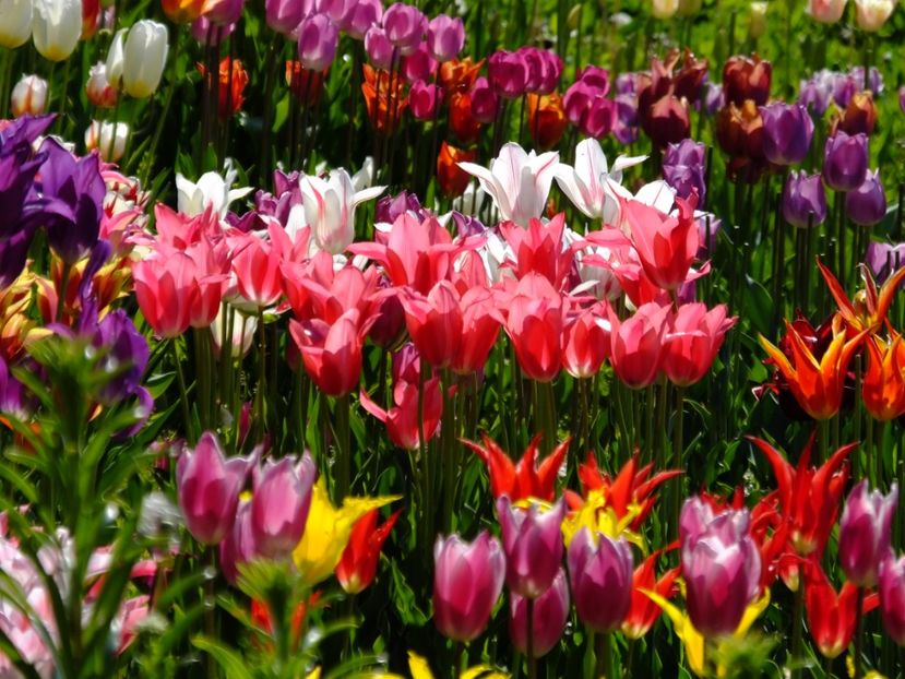  - 2017_04_Aprilie II