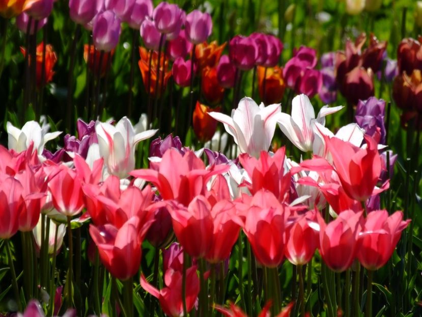  - 2017_04_Aprilie II