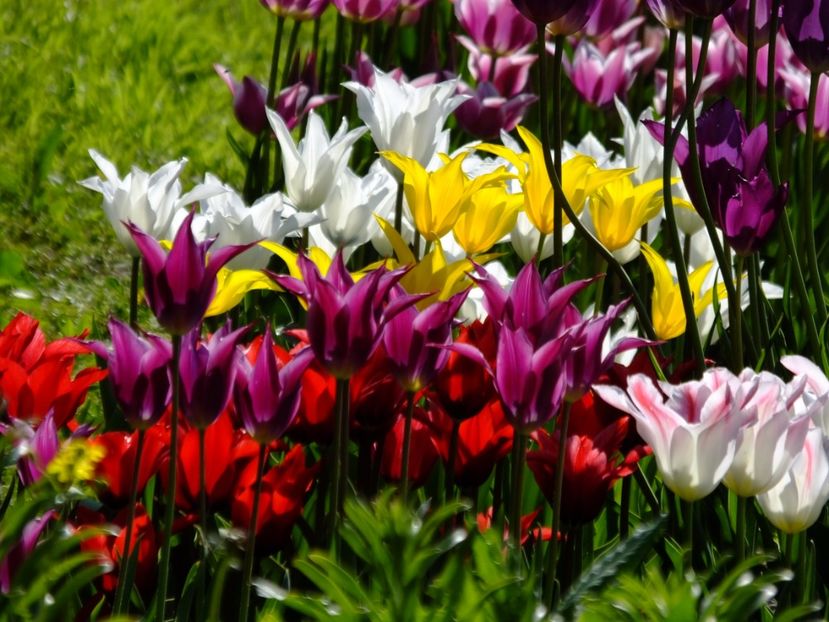  - 2017_04_Aprilie II