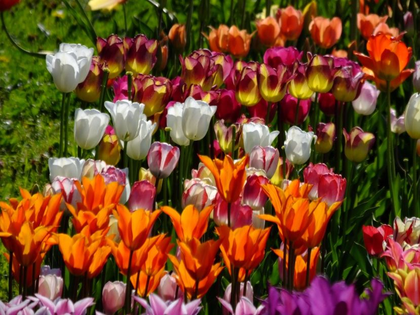  - 2017_04_Aprilie II