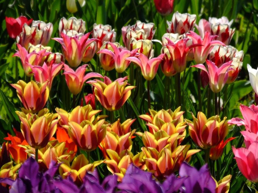  - 2017_04_Aprilie II