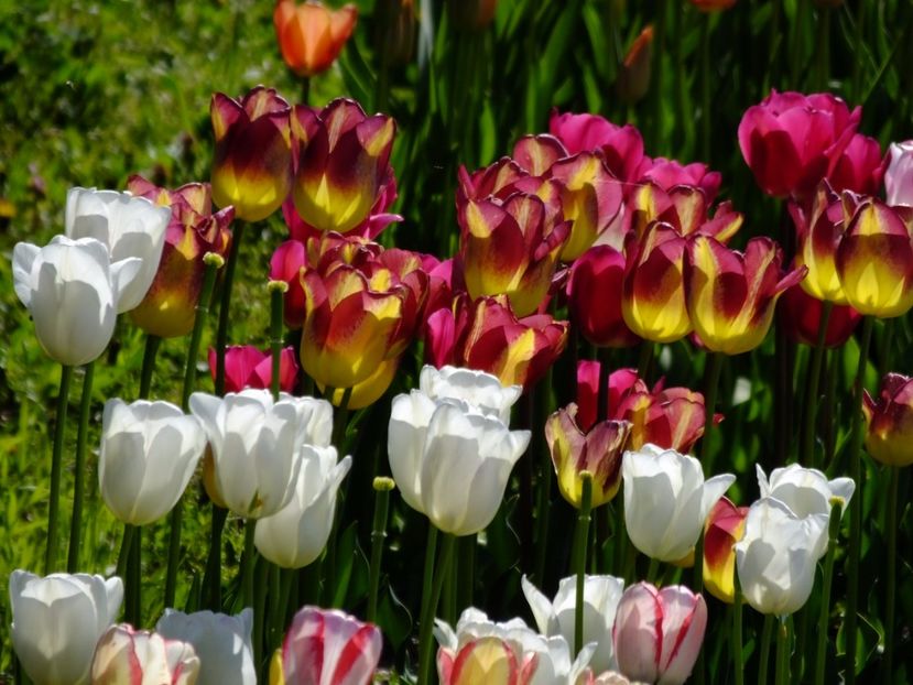  - 2017_04_Aprilie II