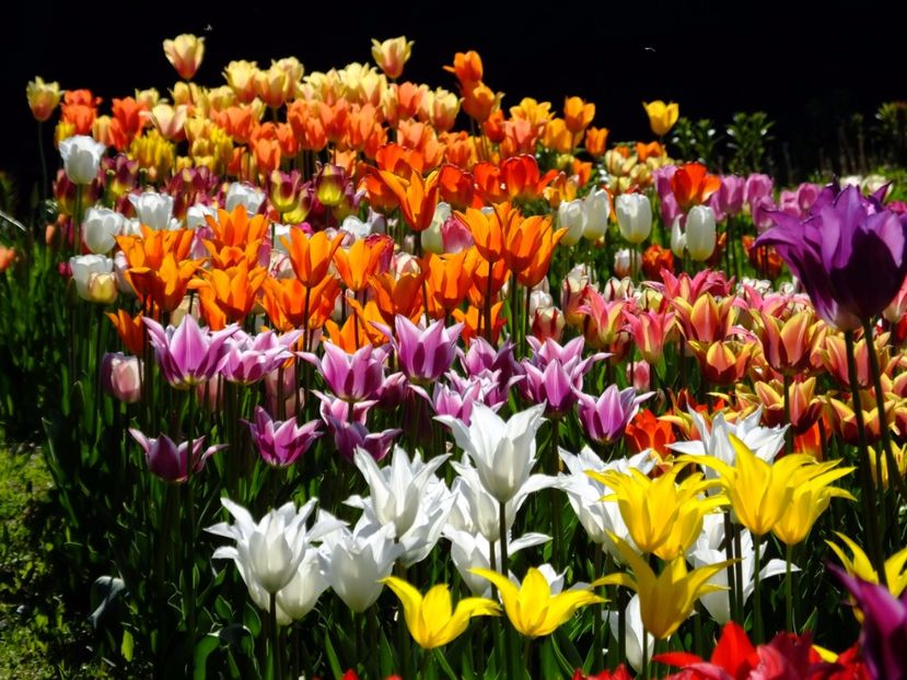  - 2017_04_Aprilie II