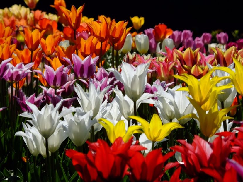  - 2017_04_Aprilie II