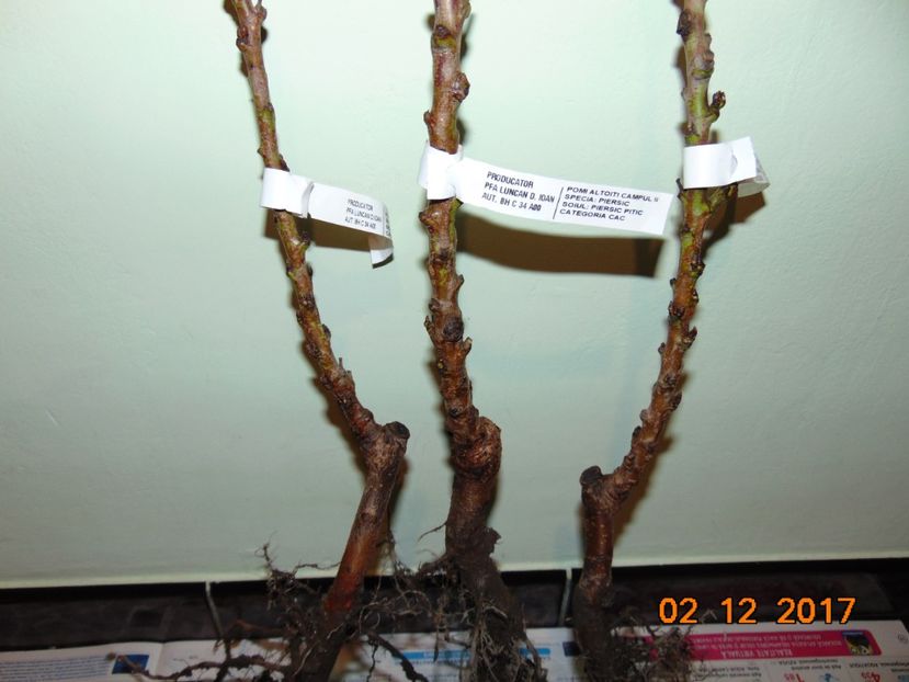 2 Dec. - Piersici si Nectarini DWARF