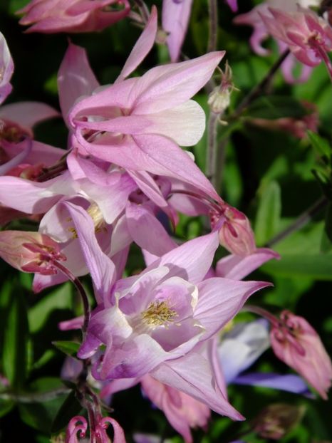  - 2017_04_Aprilie II