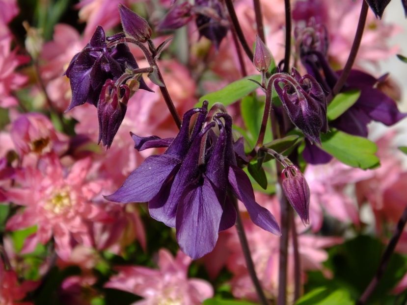  - 2017_04_Aprilie II