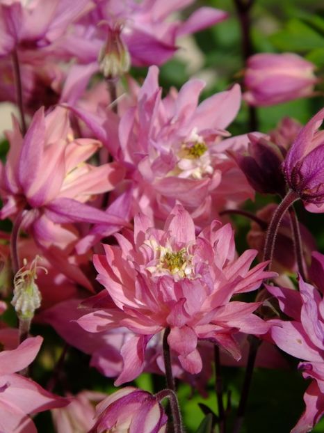  - 2017_04_Aprilie II