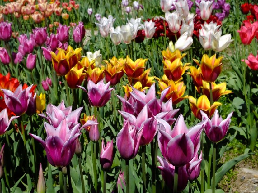  - 2017_04_Aprilie II