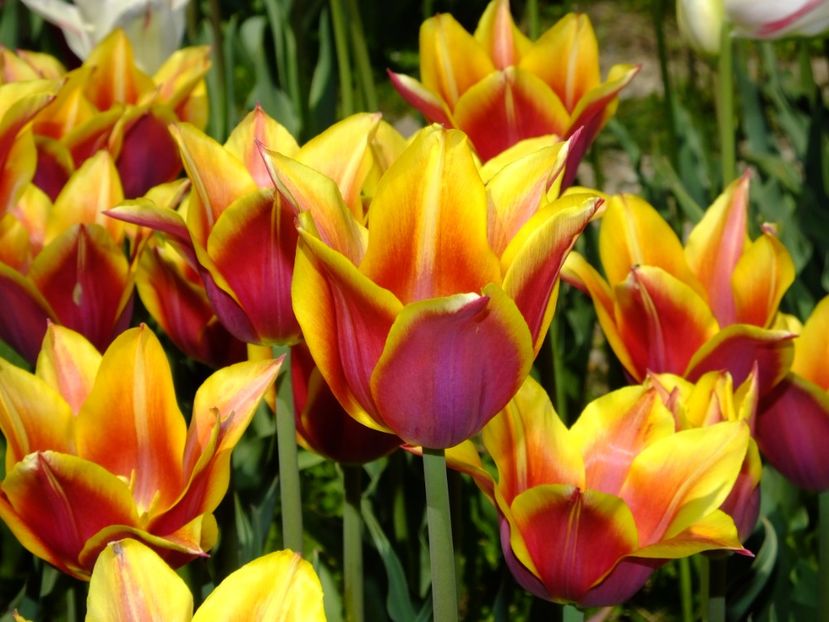  - 2017_04_Aprilie II