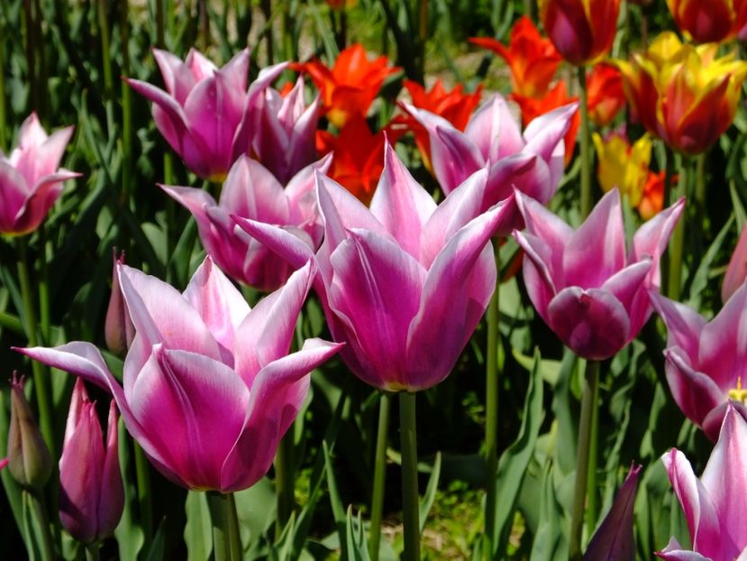  - 2017_04_Aprilie II