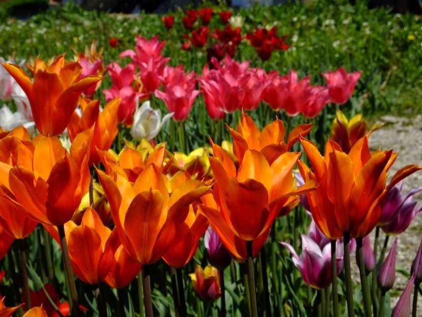  - 2017_04_Aprilie II