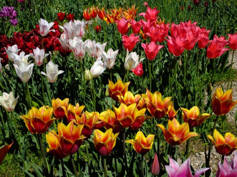  - 2017_04_Aprilie II