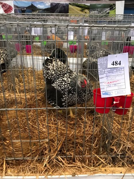  - 1-2018 Wyandotte argintiu- Campion National 0-1