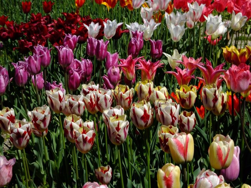  - 2017_04_Aprilie II