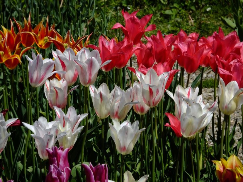  - 2017_04_Aprilie II