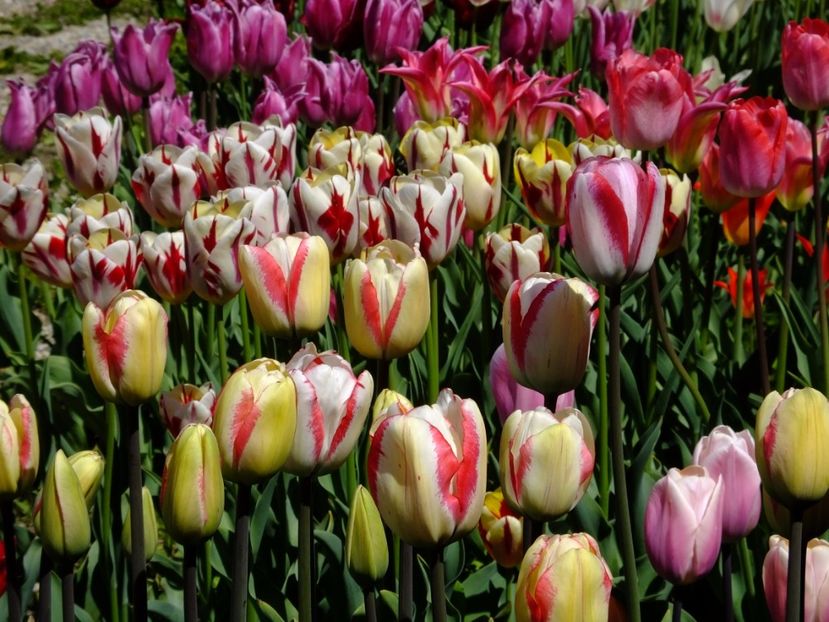  - 2017_04_Aprilie II