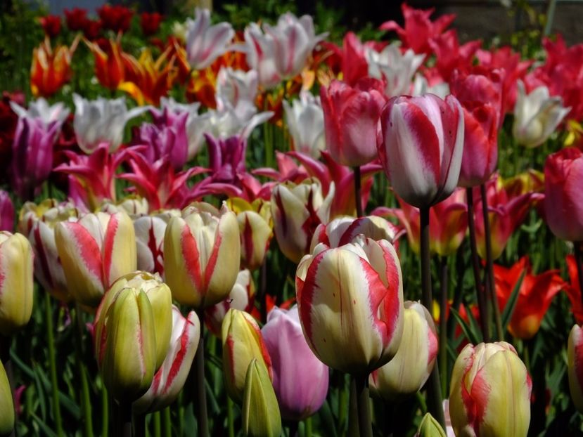  - 2017_04_Aprilie II