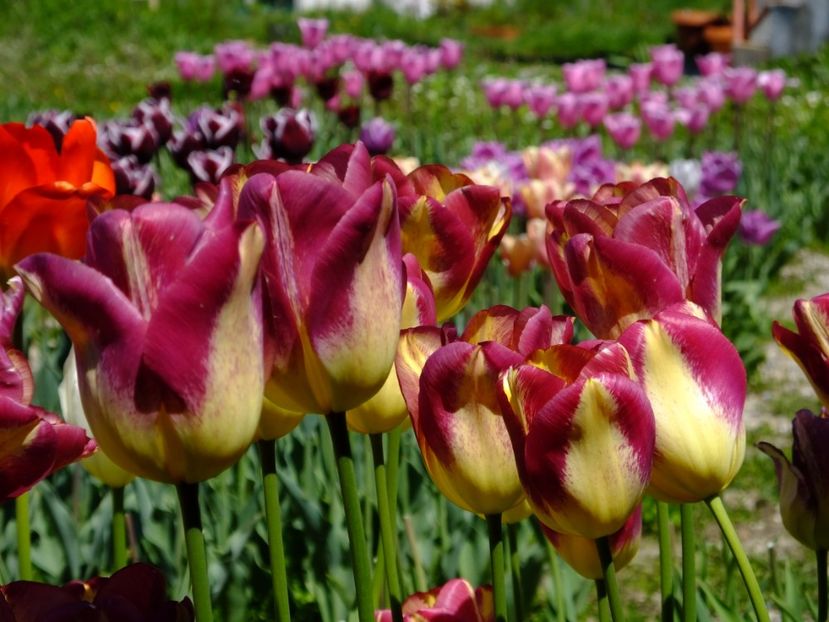  - 2017_04_Aprilie II