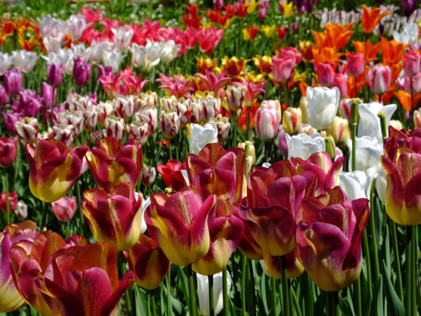  - 2017_04_Aprilie II