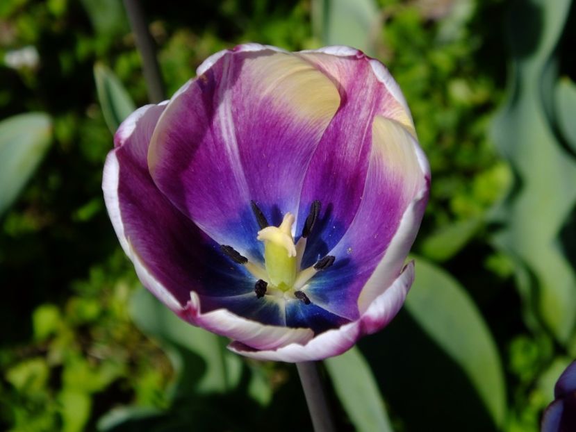  - 2017_04_Aprilie II